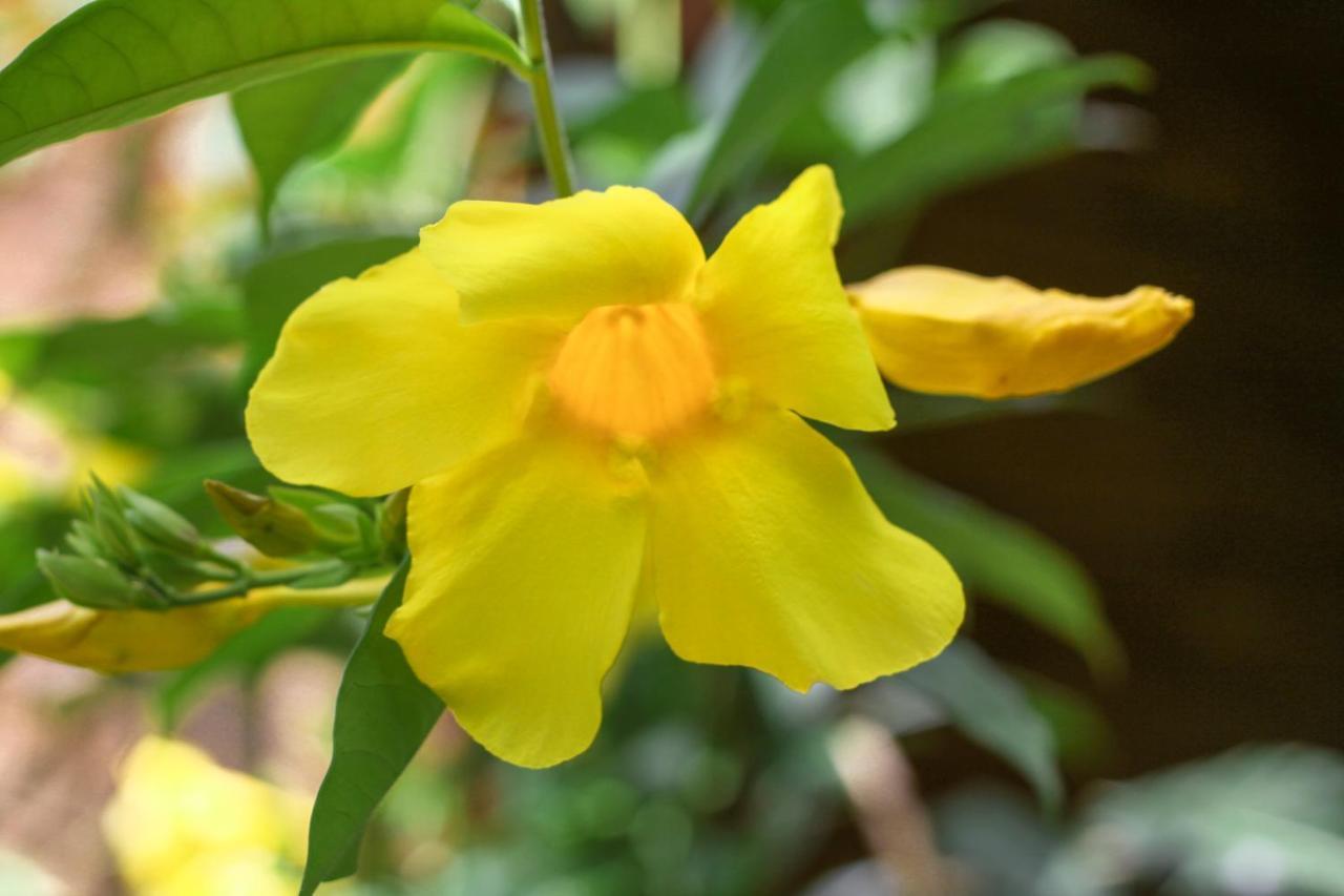Samana Ecolodge El Limon Kültér fotó